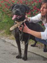 MYA, Hund, Rottweiler in Italien - Bild 7