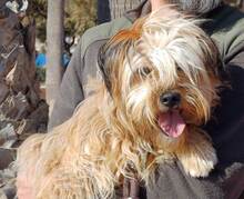 LANAS, Hund, Mischlingshund in Schwerte - Bild 1