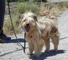 LANAS, Hund, Mischlingshund in Schwerte - Bild 2