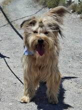 LANAS, Hund, Mischlingshund in Schwerte - Bild 3