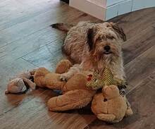 LANAS, Hund, Mischlingshund in Schwerte - Bild 4
