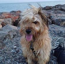 LANAS, Hund, Mischlingshund in Schwerte - Bild 5