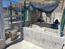 LANAS, Hund, Mischlingshund in Schwerte - Bild 6