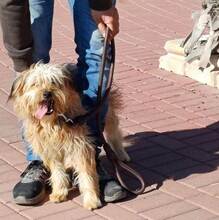 LANAS, Hund, Mischlingshund in Schwerte - Bild 7