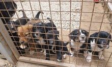 HUGO, Hund, Puli-Mix in Ungarn - Bild 11
