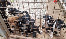 HUGO, Hund, Puli-Mix in Ungarn - Bild 12
