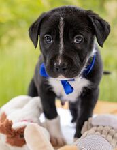 HUGO, Hund, Puli-Mix in Ungarn - Bild 2