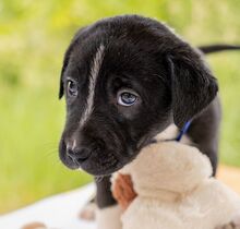 HUGO, Hund, Puli-Mix in Ungarn - Bild 3