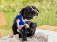 HUGO, Hund, Puli-Mix in Ungarn - Bild 4