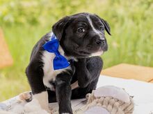 HUGO, Hund, Puli-Mix in Ungarn - Bild 5