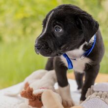 HUGO, Hund, Puli-Mix in Ungarn - Bild 7