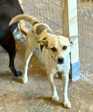 NAE, Hund, Mischlingshund in Rumänien - Bild 2