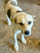 NAE, Hund, Mischlingshund in Rumänien - Bild 3