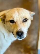 NAE, Hund, Mischlingshund in Rumänien - Bild 4