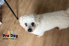 PADDY, Hund, Mischlingshund in Meldorf - Bild 2