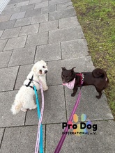 PADDY, Hund, Mischlingshund in Meldorf - Bild 4