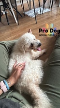 PADDY, Hund, Mischlingshund in Meldorf - Bild 6