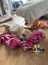 PADDY, Hund, Mischlingshund in Meldorf - Bild 7
