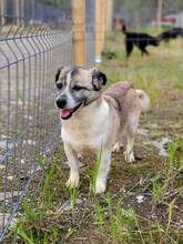 CHICA, Hund, Mischlingshund in Rumänien - Bild 1