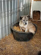 CHICA, Hund, Mischlingshund in Rumänien - Bild 2