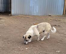 CHICA, Hund, Mischlingshund in Rumänien - Bild 4