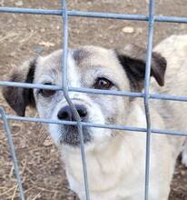 CHICA, Hund, Mischlingshund in Rumänien - Bild 5
