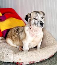 CHICA, Hund, Mischlingshund in Rumänien - Bild 6