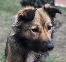 LASSIE, Hund, Mischlingshund in Rumänien - Bild 1