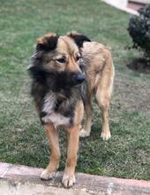 LASSIE, Hund, Mischlingshund in Rumänien - Bild 2