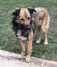 LASSIE, Hund, Mischlingshund in Rumänien - Bild 3