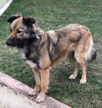 LASSIE, Hund, Mischlingshund in Rumänien - Bild 4