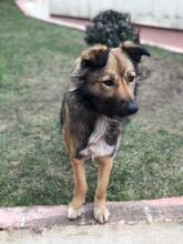 LASSIE, Hund, Mischlingshund in Rumänien - Bild 5