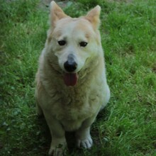 ALICE, Hund, Mischlingshund in Griechenland