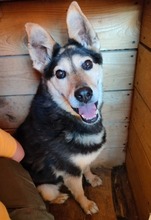 CHIZHIK, Hund, Deutscher Schäferhund-Mix in Russische Föderation - Bild 1