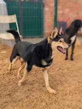 CHIZHIK, Hund, Deutscher Schäferhund-Mix in Russische Föderation - Bild 10