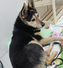 CHIZHIK, Hund, Deutscher Schäferhund-Mix in Russische Föderation - Bild 11