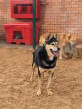CHIZHIK, Hund, Deutscher Schäferhund-Mix in Russische Föderation - Bild 12