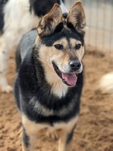 CHIZHIK, Hund, Deutscher Schäferhund-Mix in Russische Föderation - Bild 2