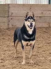 CHIZHIK, Hund, Deutscher Schäferhund-Mix in Russische Föderation - Bild 3