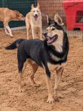 CHIZHIK, Hund, Deutscher Schäferhund-Mix in Russische Föderation - Bild 4