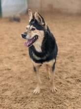 CHIZHIK, Hund, Deutscher Schäferhund-Mix in Russische Föderation - Bild 5