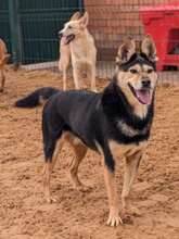 CHIZHIK, Hund, Deutscher Schäferhund-Mix in Russische Föderation - Bild 6