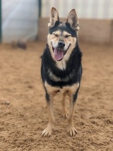 CHIZHIK, Hund, Deutscher Schäferhund-Mix in Russische Föderation - Bild 8