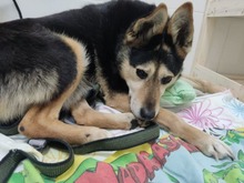 CHIZHIK, Hund, Deutscher Schäferhund-Mix in Russische Föderation - Bild 9