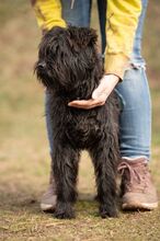 KAWA, Hund, Puli-Terrier-Mix in Ungarn