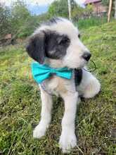 CLOUDY, Hund, Mischlingshund in Rumänien - Bild 11