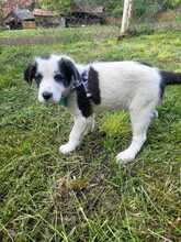 CLOUDY, Hund, Mischlingshund in Rumänien - Bild 12