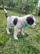 CLOUDY, Hund, Mischlingshund in Rumänien - Bild 6