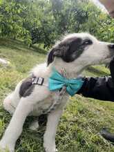 CLOUDY, Hund, Mischlingshund in Rumänien - Bild 7
