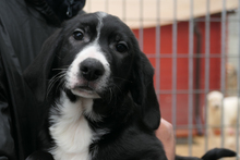 ALDO, Hund, Segugio Italiano-Mix in Italien - Bild 1